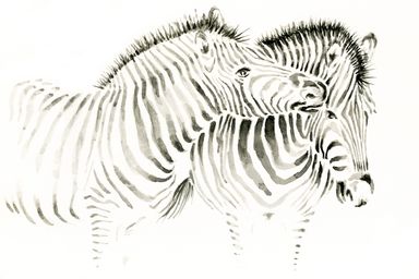 Illustration, Zeichnung, Aquarell, Malerei, Zebras, Tiere, animals, exotisch, liebevoll, Nähe, Tierkunde, Biologie, Naturkunde