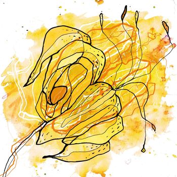 Lilie, Illustration, Tuschezeichnung, Aquarell, Blume, Blüte, Natur, Samen, Fruchtkörper, Botanik