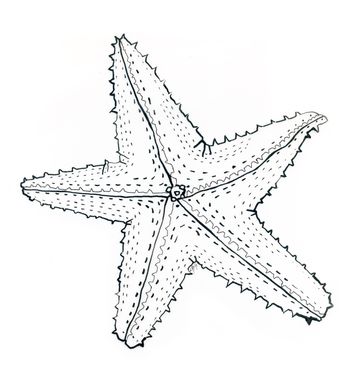 Ausmalen, Illustration, Tuschezeichnung, Federkiel, Seestern, Meer, Tier, Handzeichnung, Kontur, linear, analog