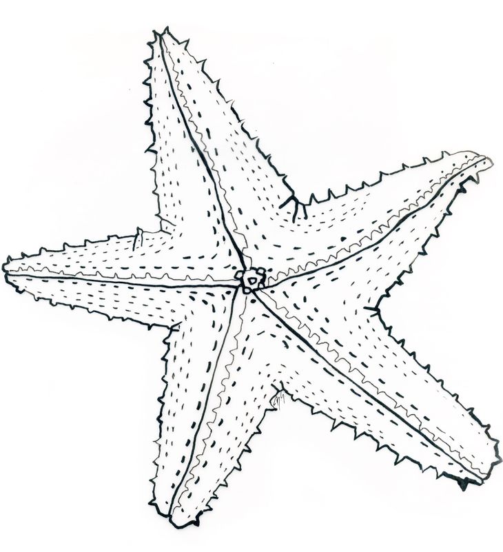 Ausmalen, Illustration, Tuschezeichnung, Federkiel, Seestern, Meer, Tier, Handzeichnung, Kontur, linear, analog