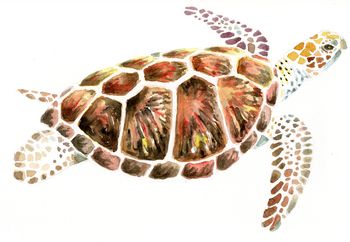Illustration, Zeichnung, Aquarell, Malerei, Wasserschildkröte, Tiere, animals, exotisch, Tierkunde, Biologie, Naturkunde, schwimmen, Unterwasserwelt, Meerestier, Ozean