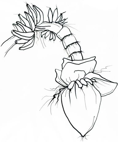 Tuschezeichnung, Illustration, Scharz-Weiss, linear, Kontur, Bananenfrucht, Natur, Dschungel, Urwald, Botanik, Pflanzen, Banane