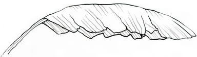 Tuschezeichnung, Illustration, Scharz-Weiss, linear, Kontur, Bananeblatt, Natur, Dschungel, Urwald, Botanik, Pflanzen, Blatt
