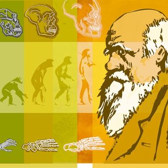 evolution, Menschm Charles Darwin, Naturwissenschaft, Forschung, Biologie, Knochen, Schädel, Profil, Portrait, Historie, Illustration