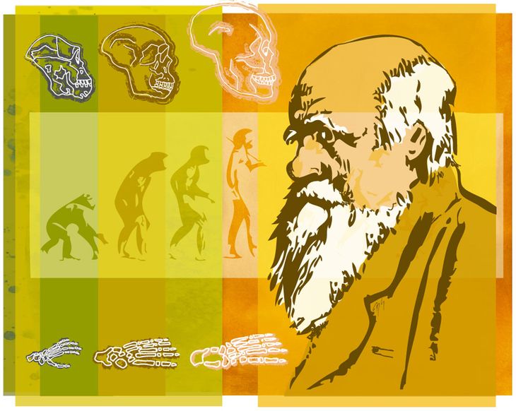 evolution, Menschm Charles Darwin, Naturwissenschaft, Forschung, Biologie, Knochen, Schädel, Profil, Portrait, Historie, Illustration