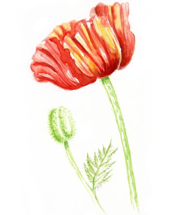 Aquarell, Mohnblume, flowers, nature, Vegetation, Pflanze, Blüte, Natur, rot, Wiese, Biologie, Illustration, Zeichnung, Malerei