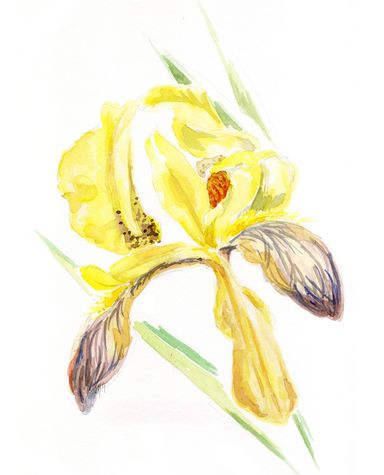 Aquarell, Blume, flowers, nature, Schwertlilie, Vegetation, Pflanze, Blüte, gelb, Garten, Biologie