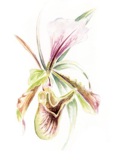Aquarell, Blume, flowers, nature, Orchidee, Frauenschuh, exotisch, tropisch, Vegetation, Pflanze, Blüte, Natur, rosa, Urwald, Biologie