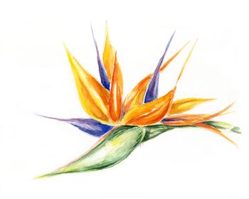 Aquarell, Blume, flowers, exotisch, Strelitzie, Vegetation, Pflanze, Blüte, tropisch