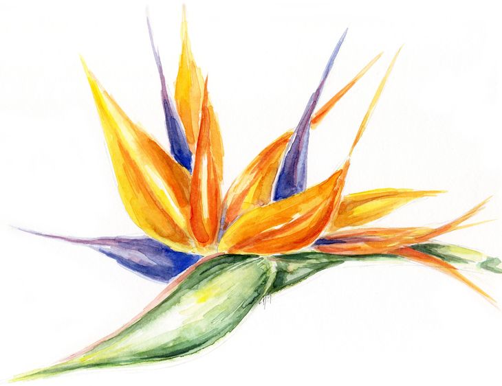 Aquarell, Blume, flowers, exotisch, Strelitzie, Vegetation, Pflanze, Blüte, tropisch