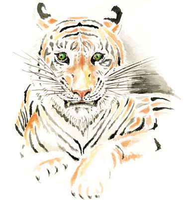 Illustration, Zeichnung, Aquarell, Malerei, Tiger, Tiere, animals, exotisch, liebevoll, Nähe, Tierkunde, Biologie, Naturkunde, bedrohlich, gefährlich, Raubtier