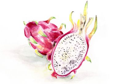 Illustration, Aquarell, Drachenfrucht, Obst, Frucht, exotisch, tropisch, Food